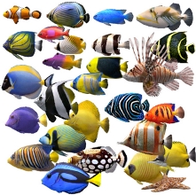 Cichlid fishes