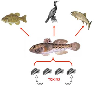 Contaminants flow