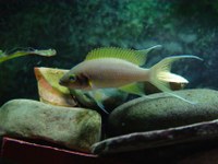 Bigger, bossier familes more appealing for cichlid