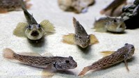 Hamilton team studying round goby population