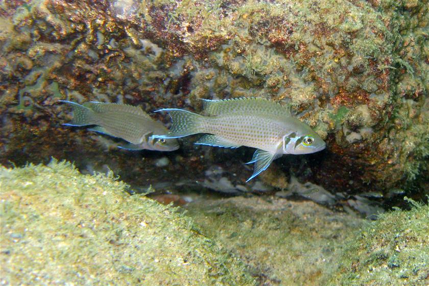 No sex please: Fish prefer to play it safe