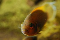 Not a hug hormone – fish version of oxytocin acts as social spotlight