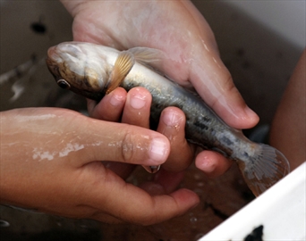 The round goby: Hamilton Harbour's unwanted guest