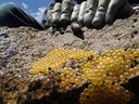 Plainfin Midshipman Eggs
