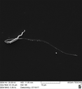 Sperm Competition