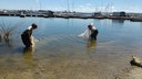 In 2017, Kirsten and Emilie were seining for round goby to take back to the lab for behavioural analysis that compared capture methods.