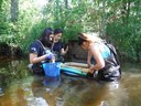 Collecting fish from waste water caging study