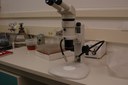 A dissection microscope