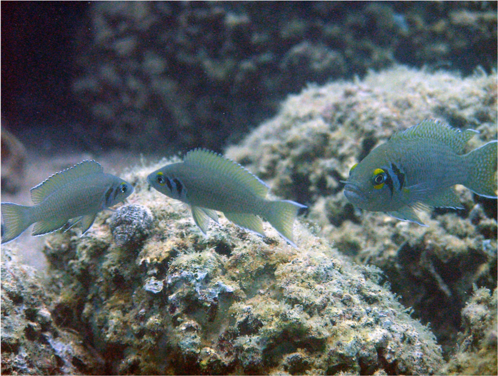 Neolamprologus pulcher