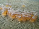 Midshipman larvae