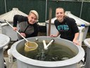 In 2017, Jess and Emily took care of plainfin midshipman in their outdoor tanks.