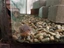 A Plainfin Midshipman peaking out of his tank.