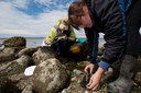 Dr. Balshine and Karen hard at work with the midshipmen nests and can be seen measuring a Plainfin Midshipman.