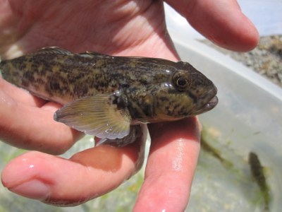 Round Goby in the field
