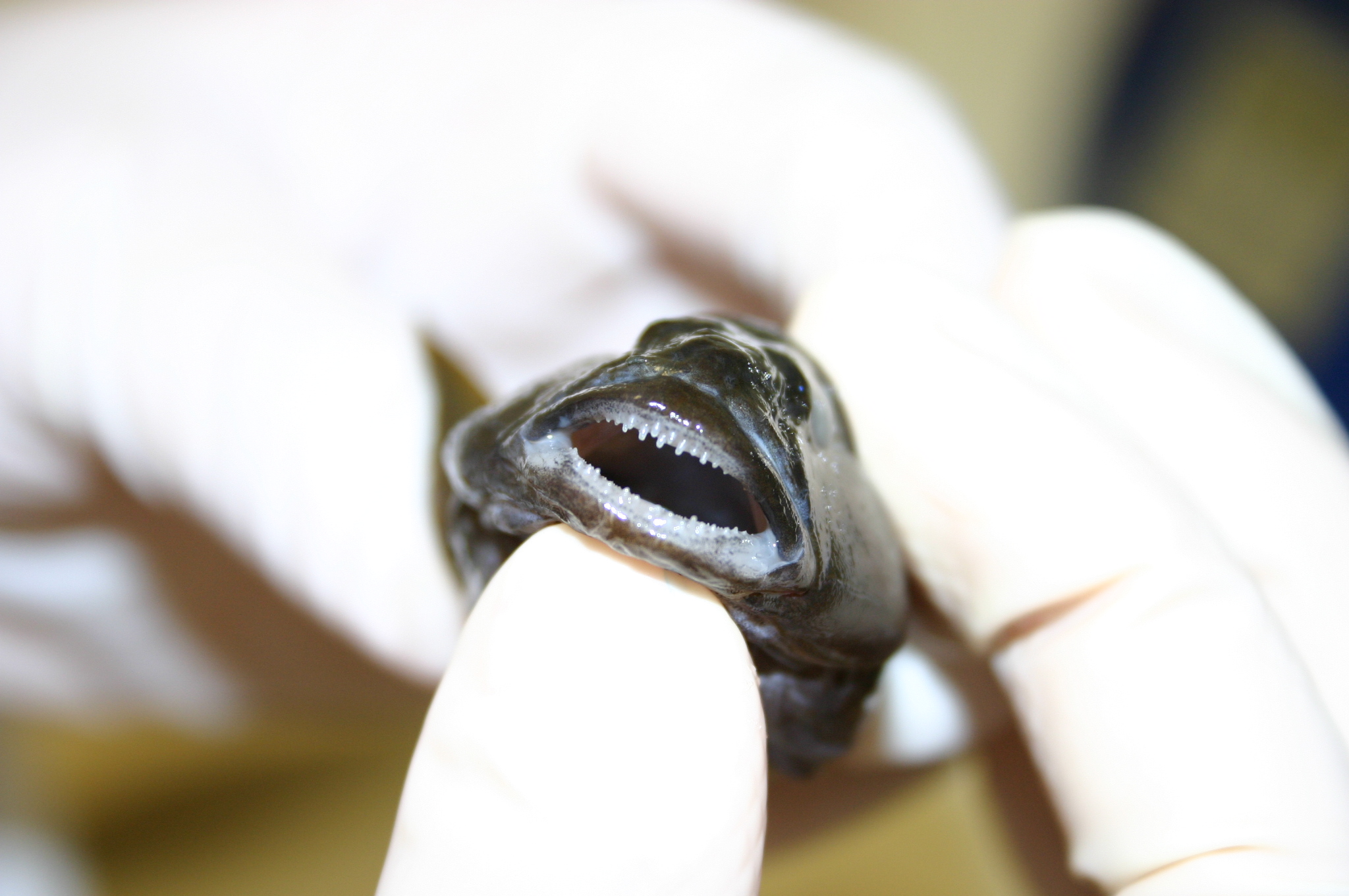 Round Goby Teeth