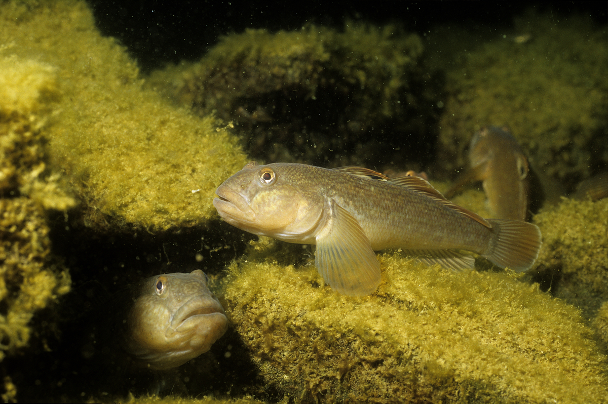 Wild Round Goby in Hamilton Harbour