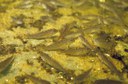 Wild Round Goby in Hamilton Harbour