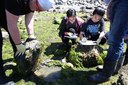 Students searching for and finding a plainfin midshipman nest.